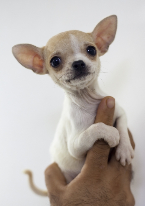 Disponibles magnifiques chiots chihuahua miniature