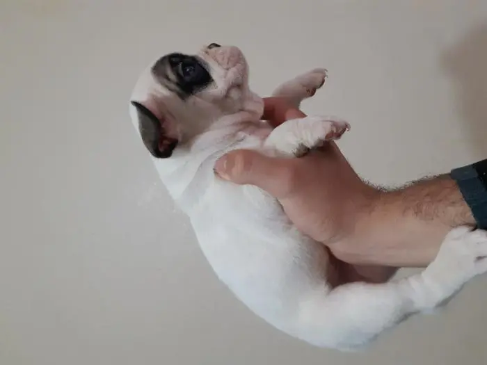 Mâles Bouledogues francais 55jr