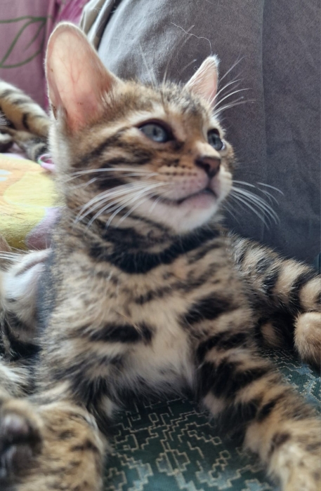 Chatons Bengal à vendre