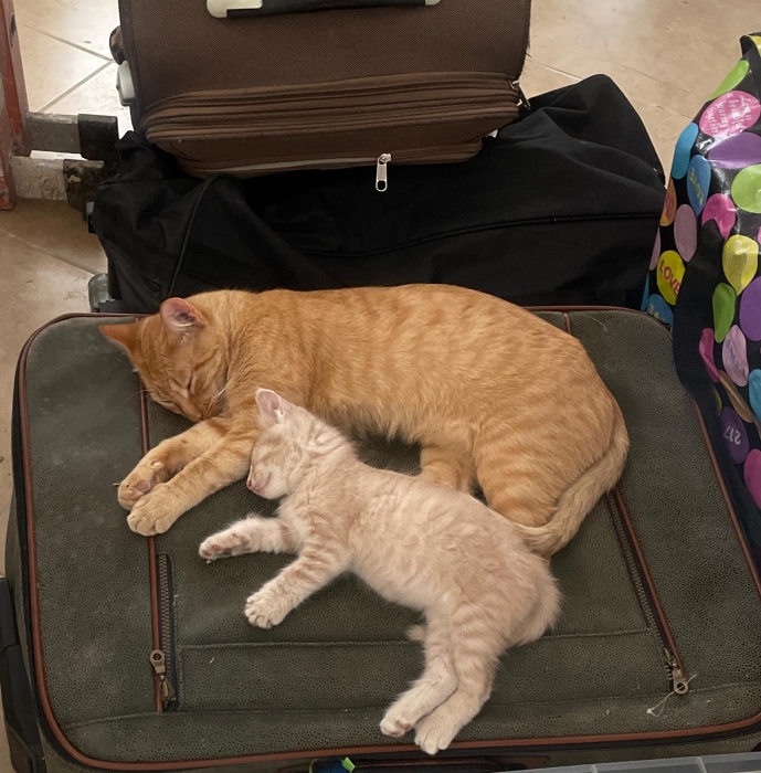 Chaton à adopter sur tanger