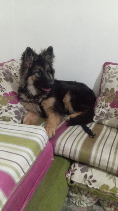 Chiot berger allemand