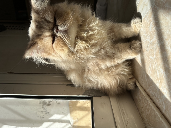 Chat persan exotique pur