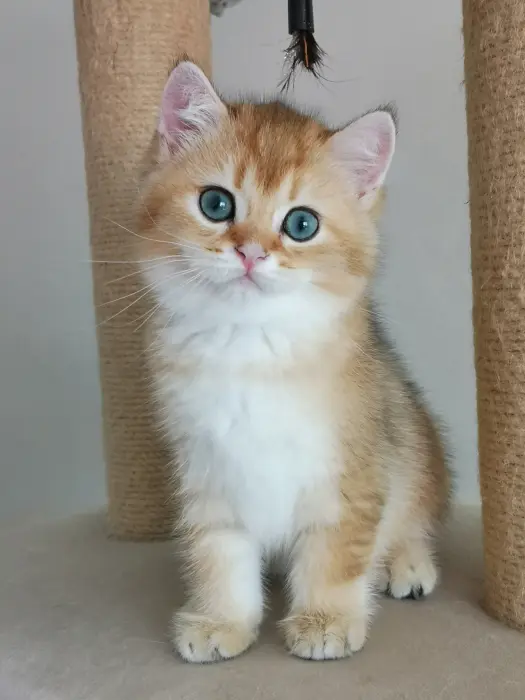 British shorthair Golden chinchilla