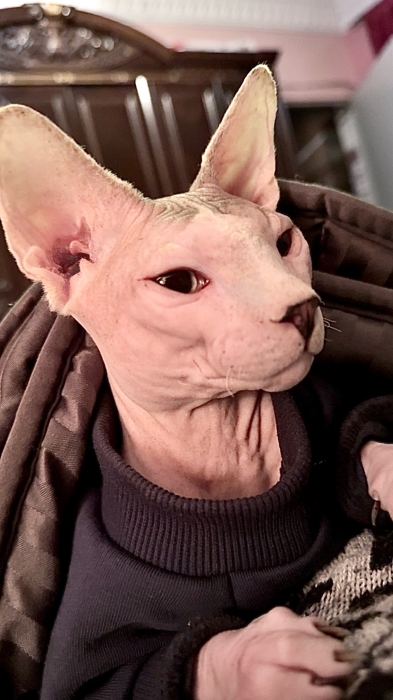 Chat sphynx mâle 14 mois