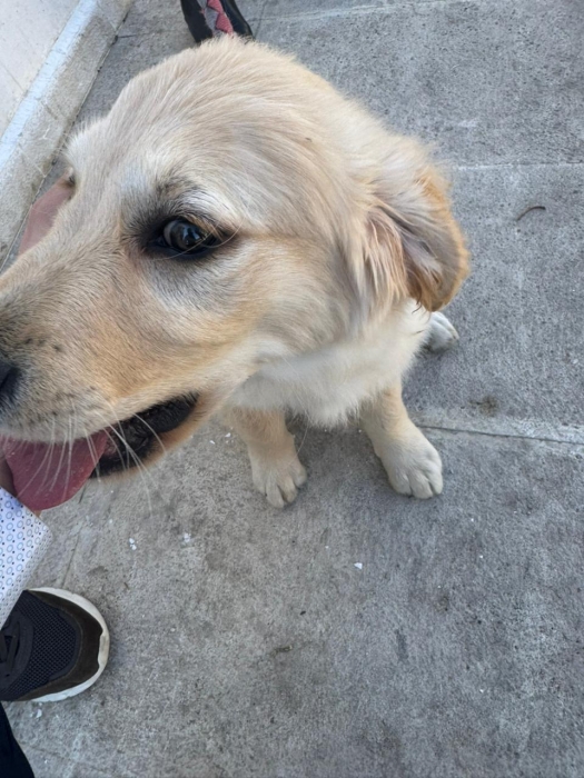 Chiot Golden Retriever Male