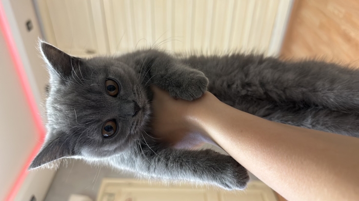 Femelle British Shorthair pure race