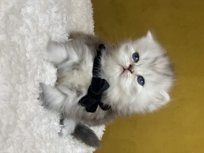 Chat Scottish highland