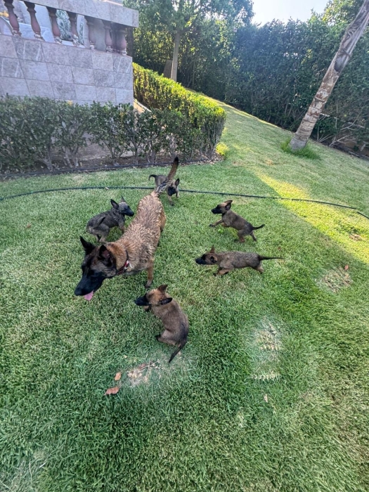 Malinois a vendre