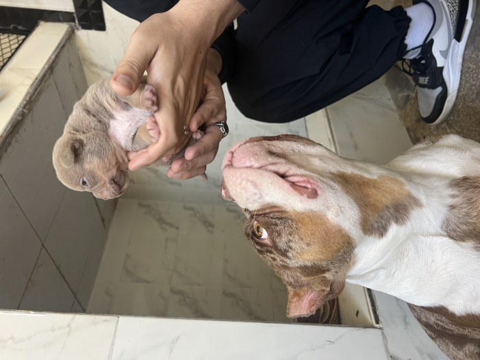 American Bully MICRO