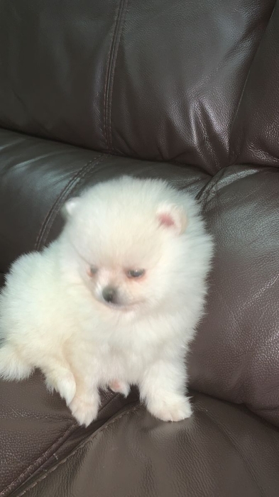 magnifique chiots spitz male femelle