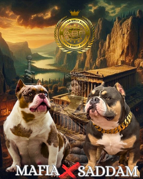 American Bully MICRO