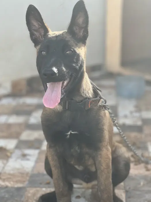 Malinois