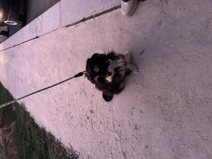 Bichon havanais - femelle