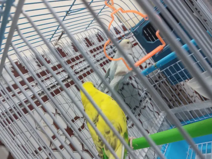 Le melleur Couple de piroche