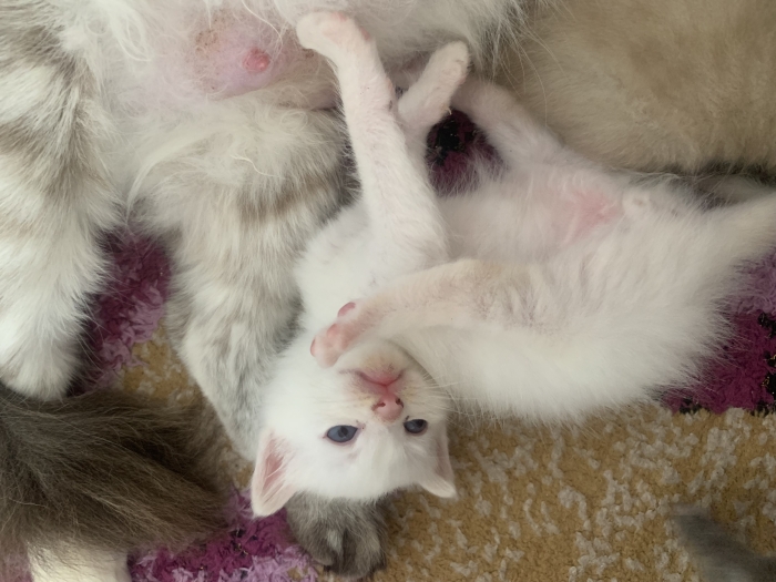 Chat siamois red point