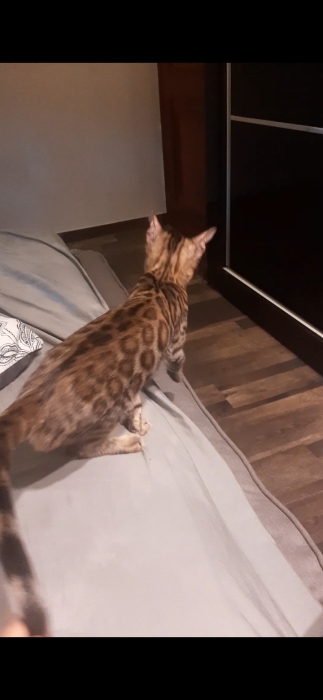 bengal