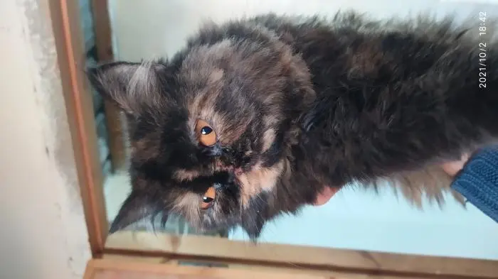 persan persan a vendre