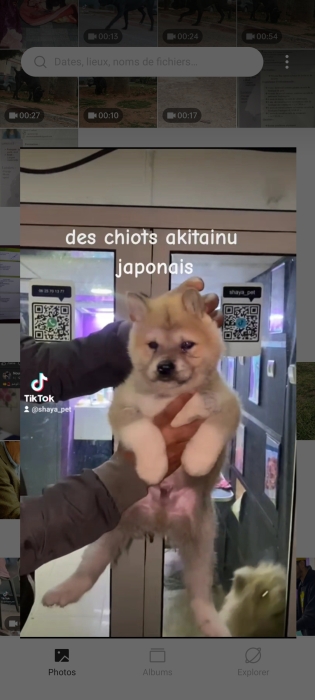 Akita inu