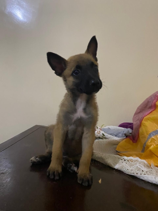 Chien malinois 2mois