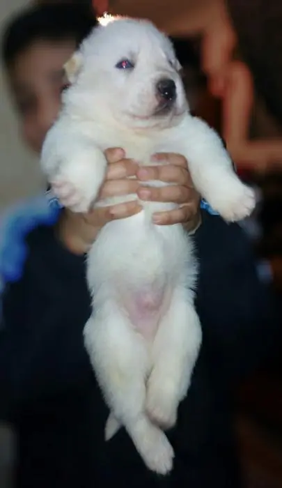 Chiot malamute-husky à vendre