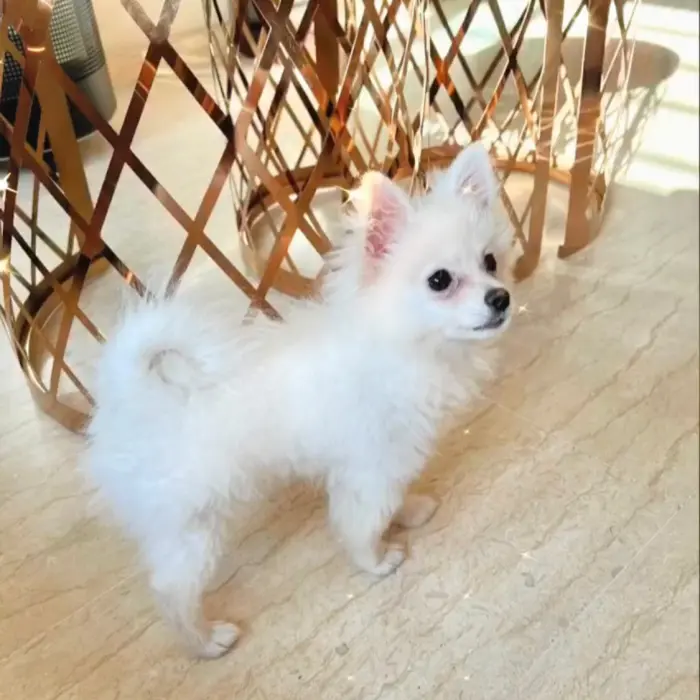 Spitz nain femelle blanche