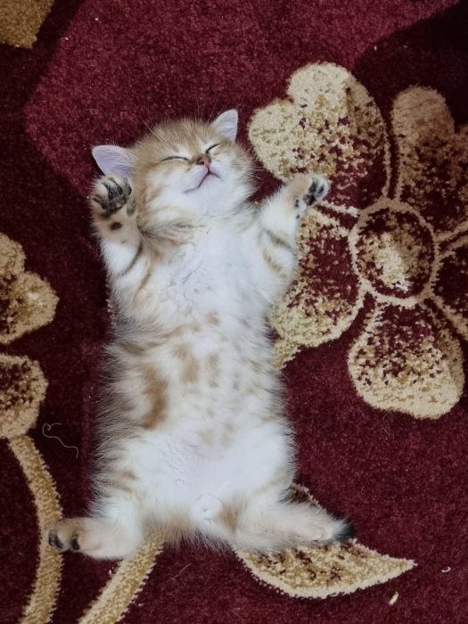 Chatons scottish straight