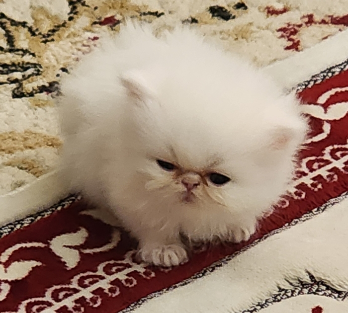 chatons persan pure race