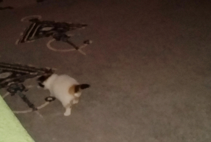 chat poils long tricolore a vendre