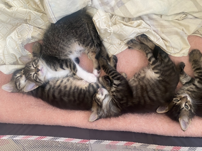 4 petits chatons a adopter