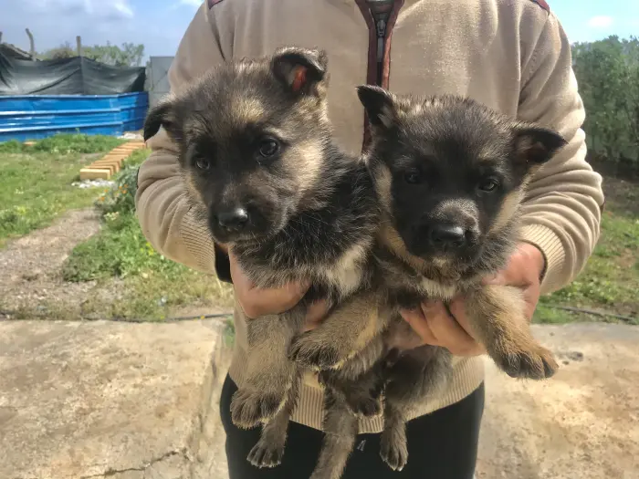 Chiots berger allemand  femelles