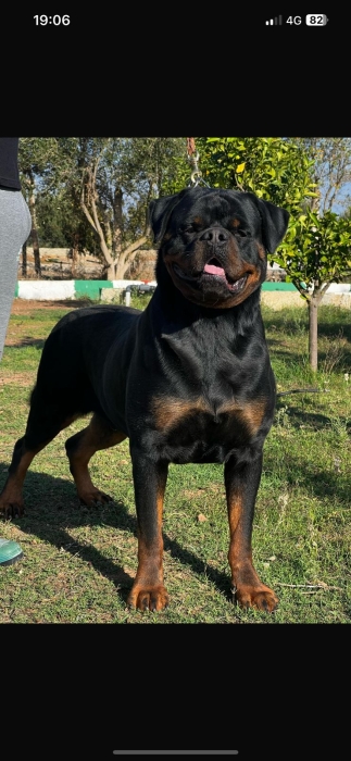 rottweiler pedigree ligner de champion