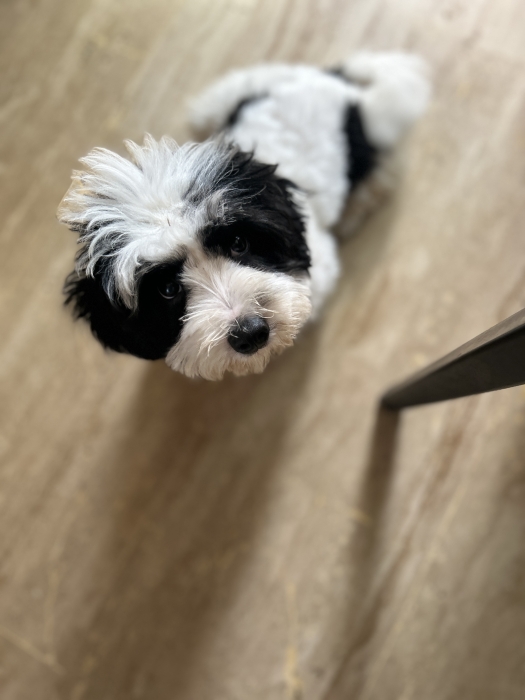 Bichon Havanais mâle – 3 mois et demi