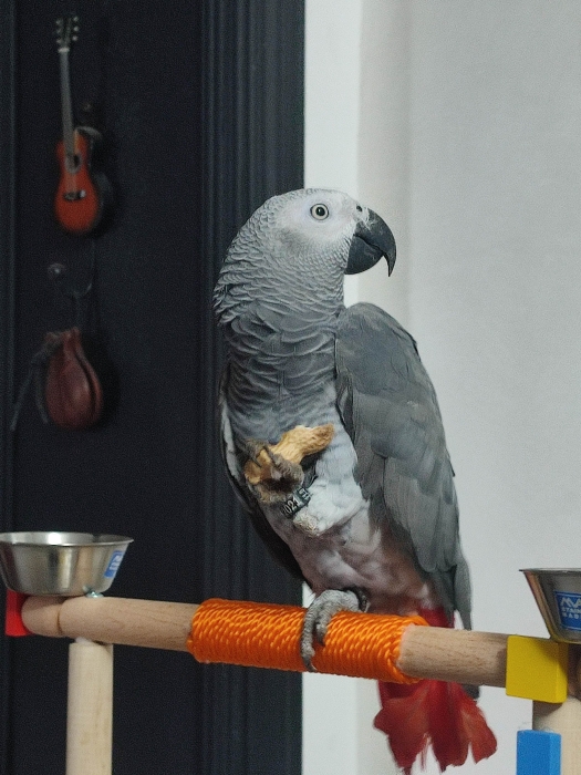 Perroquet gris du Gabon