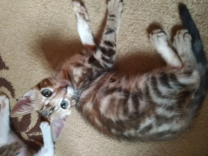 Chaton bengal marbel