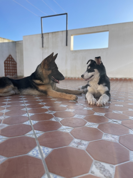 Husky femelle & Carnet de vaccin