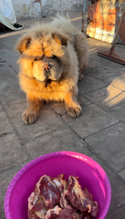 chow chow à vendre