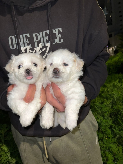Chiots bichon maltais