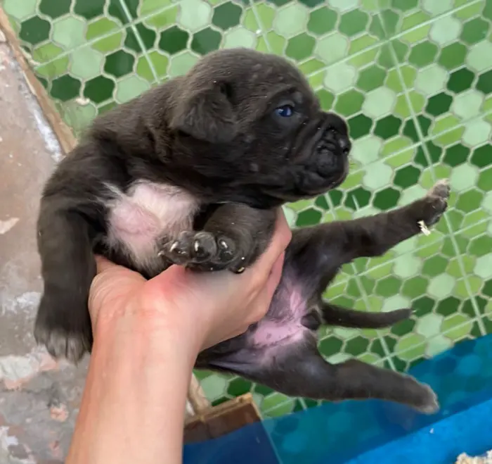 Disp chiot cane corso top d top