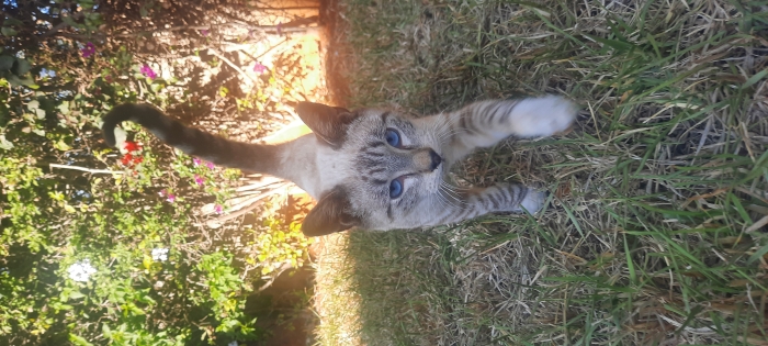 Siamois tigre 5 mois mâle