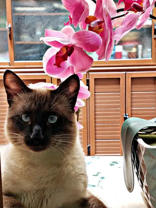 Beau Chat Siamois Mâle Race Pure à vendre