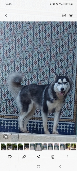 Husky malamute femelle