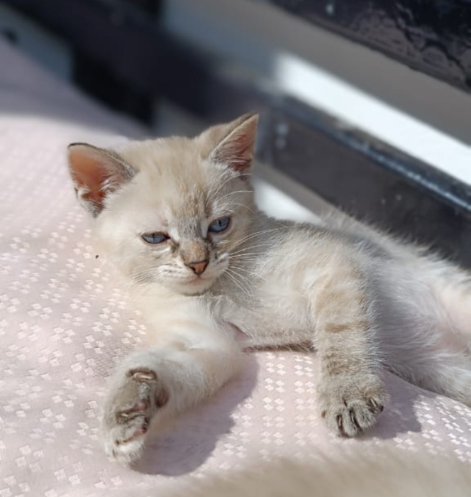 Chatons prêt a être adopter