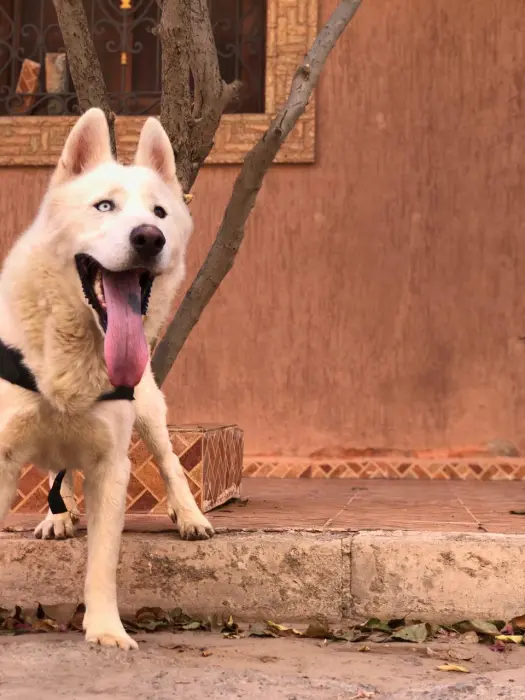 Husky malamute à vendre male