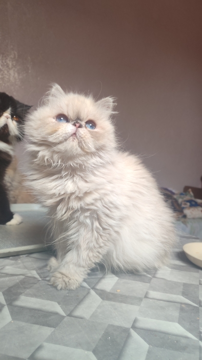 Femelle persan himalayenne