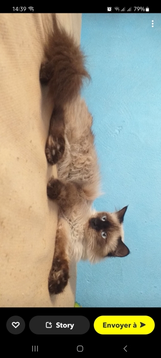 Chat Siamos Himalaya 10 mois