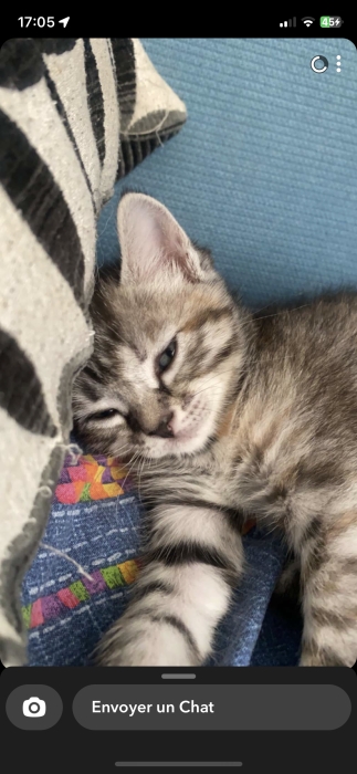 Des chats à adopter