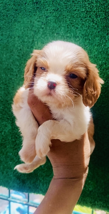 Cavalier kings charles