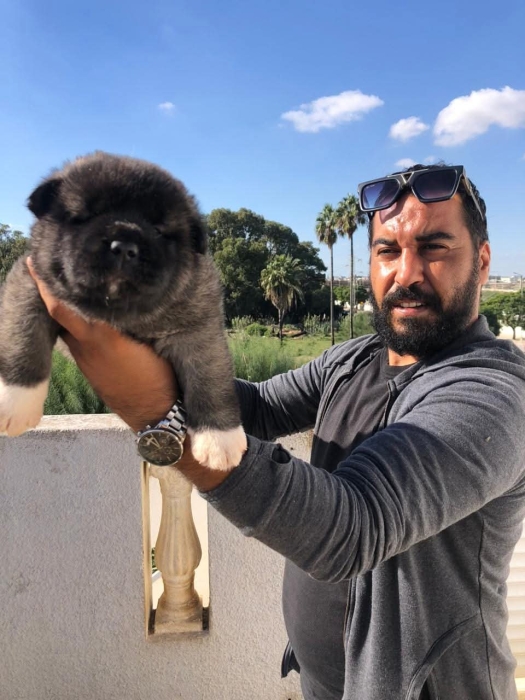 Disp akita américain top d top