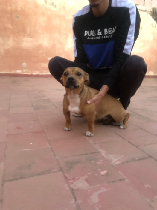 staffordshire bull terrier