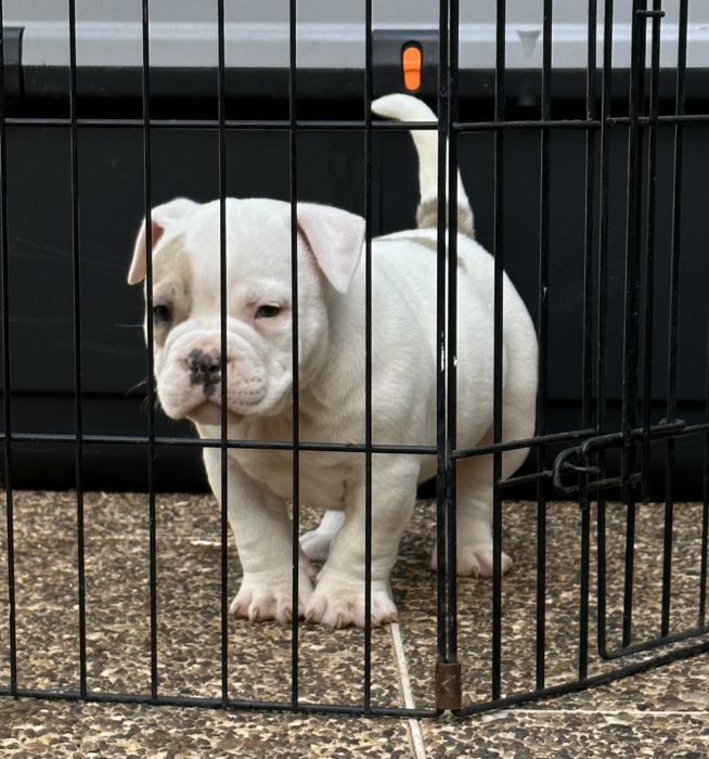 American Bully Pocket